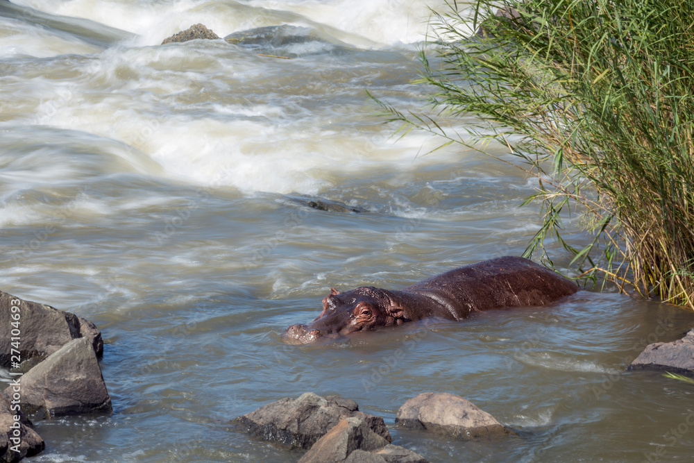Obraz premium Hippopotamus in Kruger National park, South Africa