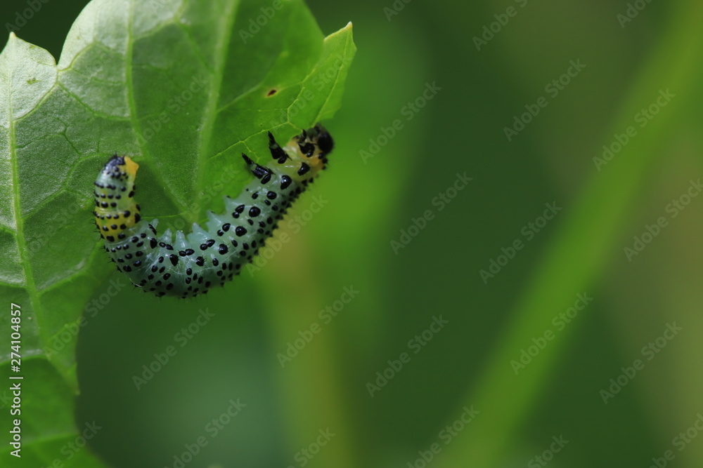 caterpillar on a leaf