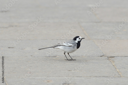 White Wagtail, Motacilla alba. © vrej