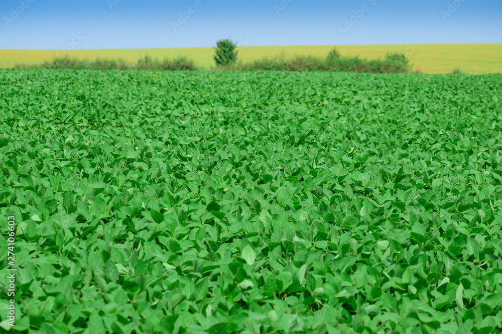 Soybeans on the field