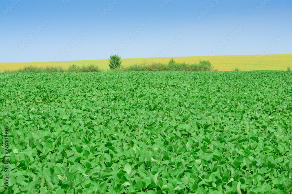 Soybeans on the field Soybeans on the field