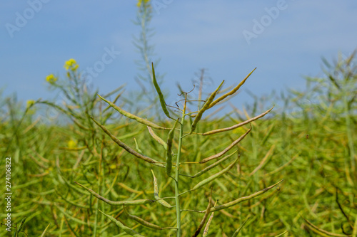 Field of canola