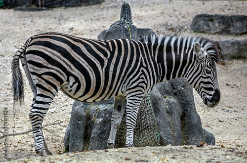 Chapman`s zebra in its enclosure. Latin name - Equus guagga chapmani photo