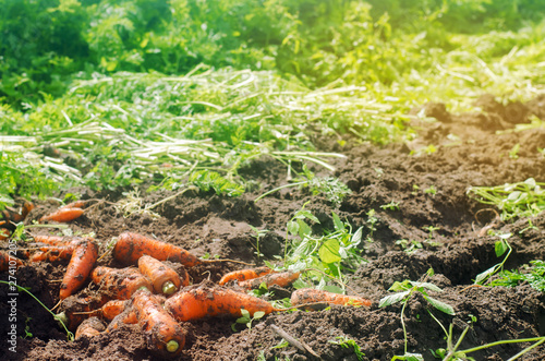 Harvesting carrot on the field. Growing organic vegetables. Freshly harvested carrots. Summer harvest. Agriculture. Farming. Agro-industry. Farm. Ukraine, Kherson region. Eco friendly products