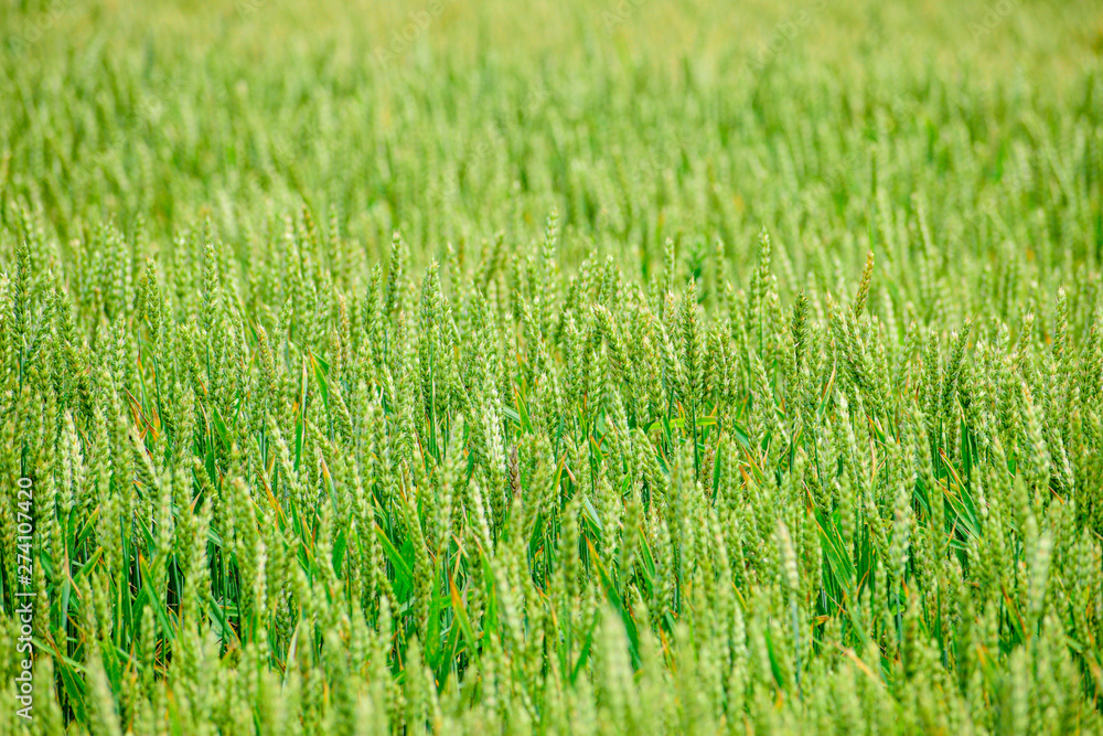 Obraz premium Green wheat growing