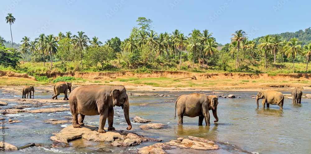 Obraz premium Elephant herd in jungle river