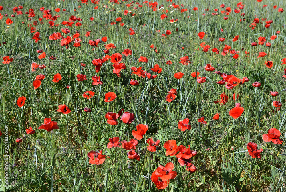 Fototapeta premium amazing fields with poppies in the vastness of Morocco