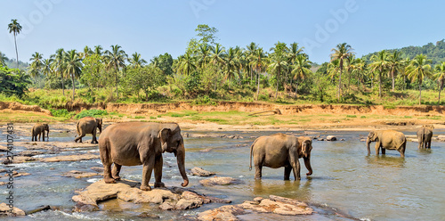 Elephant herd in jungle river