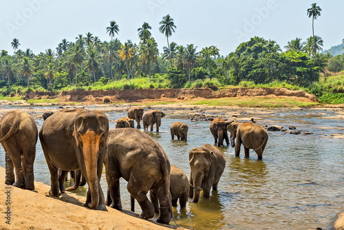 Beautiful elephant mother river outdoor leisure © Emoji Smileys People
