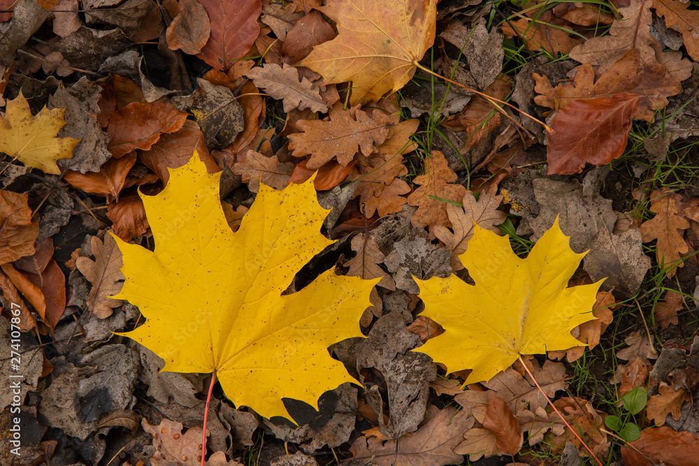 yellow marple leaf, fall colors background yellow marple leaf, fall colors background