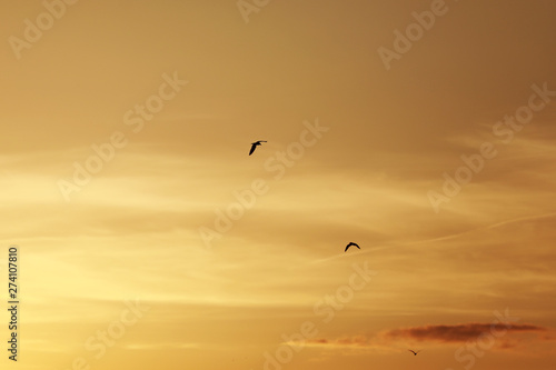 sky before sunset, birds in the sky. bird flying while sunset and twilight befor rainfall sky background © Andriy Medvediuk