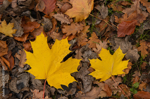 yellow marple leaf  fall colors background