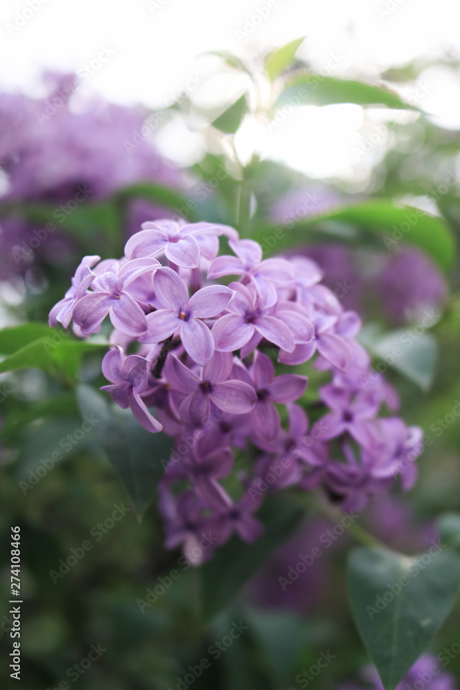 Lilac flowers purple and soft pink summer background Lilac flowers purple and soft pink summer background