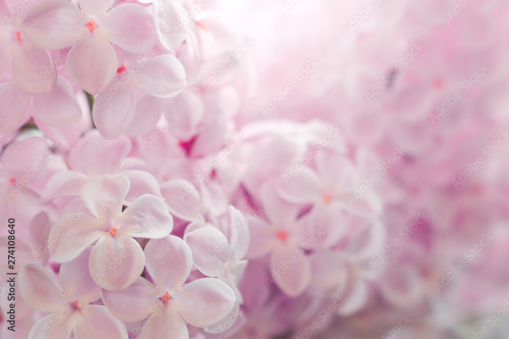 Lilac flowers purple and soft pink summer background Lilac flowers purple and soft pink summer background