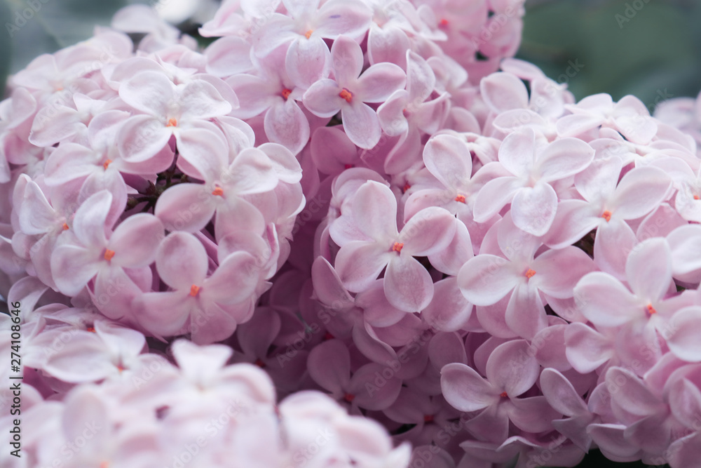 Fototapeta premium Lilac flowers purple and soft pink summer background