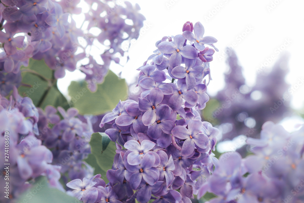 Lilac flowers purple and soft pink summer background Lilac flowers purple and soft pink summer background