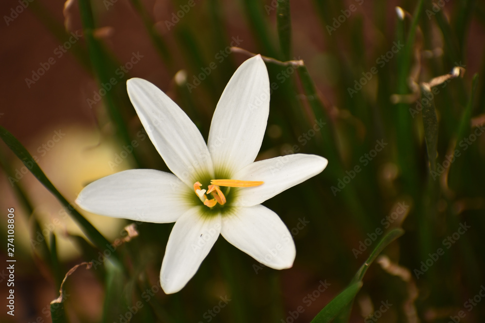White Flower In Garden White Flower In Garden