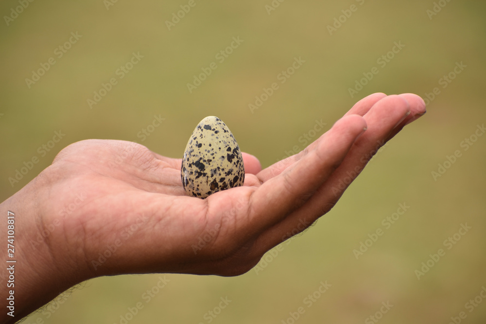 Egg In Hand On Green Background Egg In Hand On Green Background