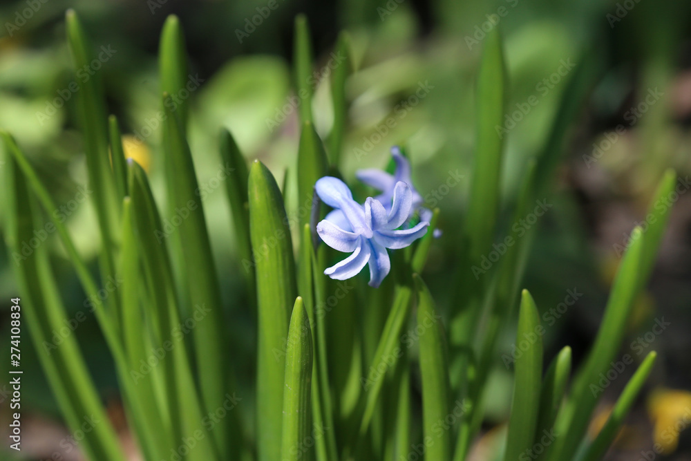 Purple hyacinth flower on a background of green leaves close up Purple hyacinth flower on a background of green leaves close up