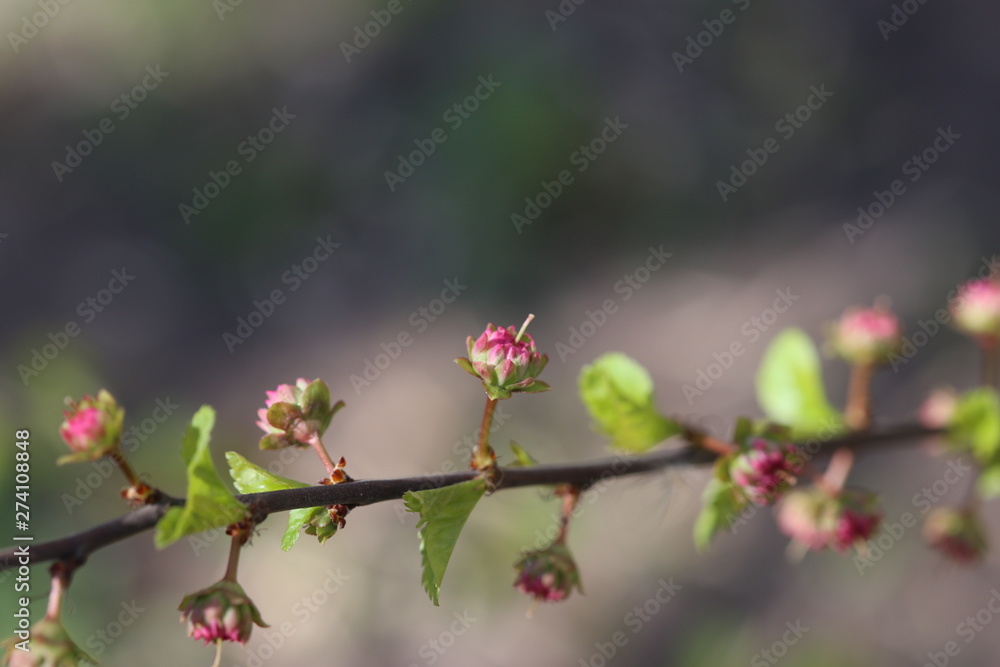 Early spring flowering apricot close up