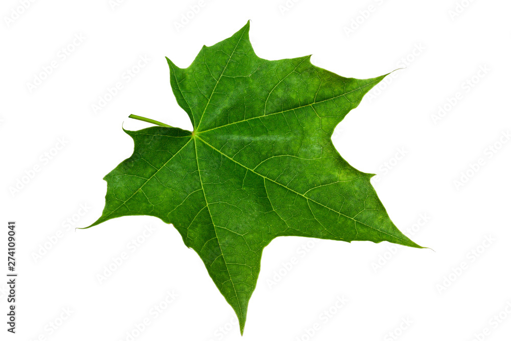 Fototapeta premium Green maple leaf on a white background.