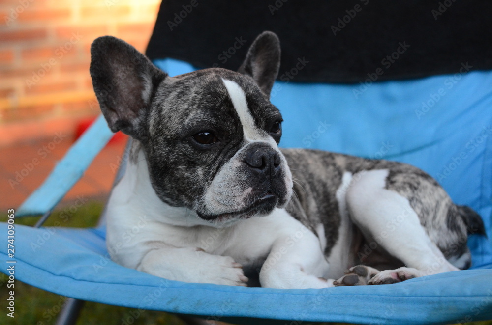 Perro Bulldog frances Perro Bulldog frances