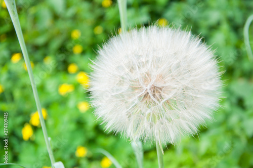 big white and fluffy dandelion grows in the summer on the lawn against the background of green grass