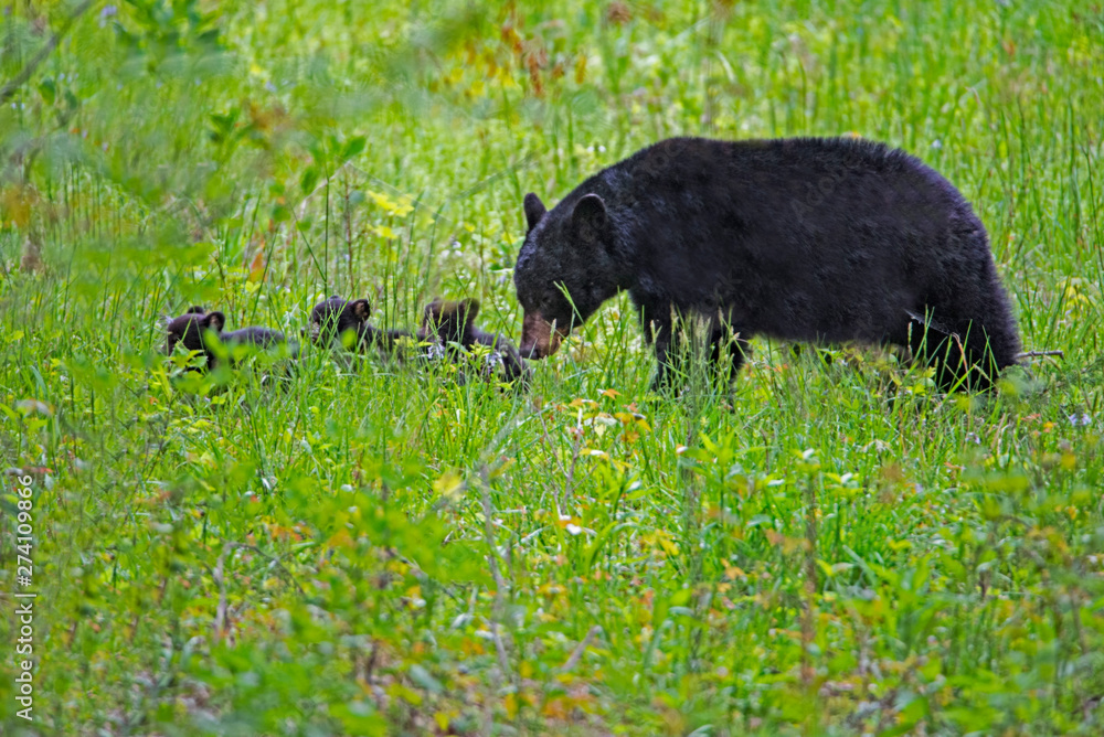 Black Bear families in Cades Cove, part of the Smokies. Black Bear families in Cades Cove, part of the Smokies.