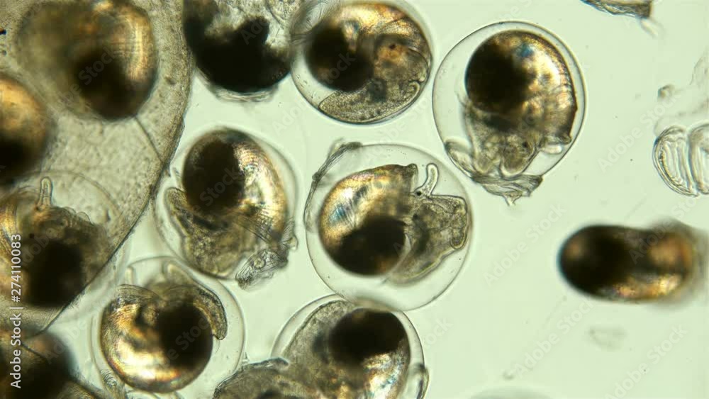 Vidéo Stock Snail. Snail eggs under the microscope, the movement of the