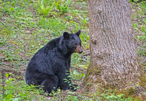 Black Bear families in Cades Cove, part of the Smokies.