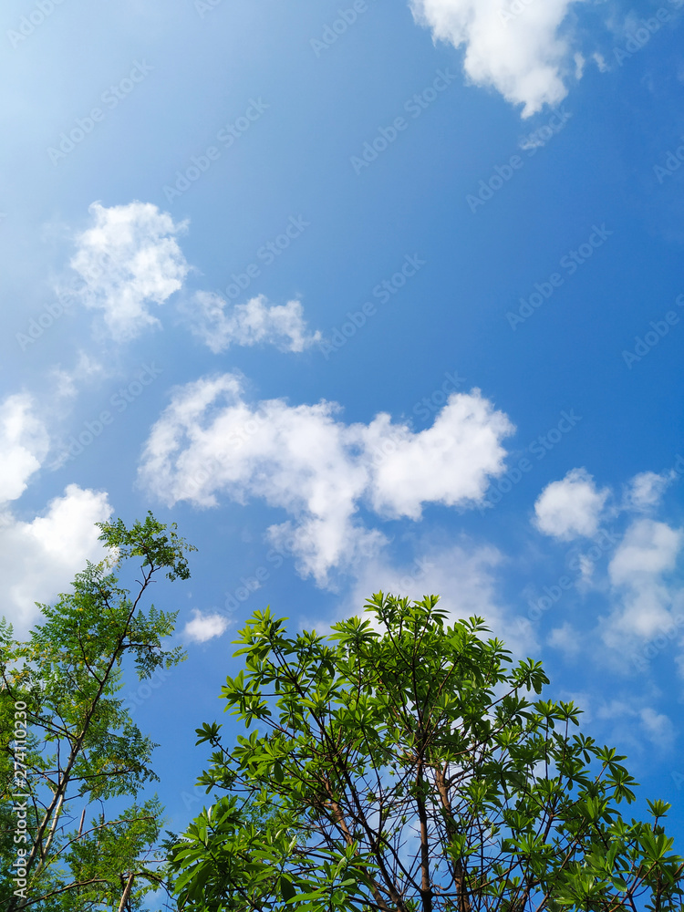 Fototapeta premium Blue sky with clouds in the morning.