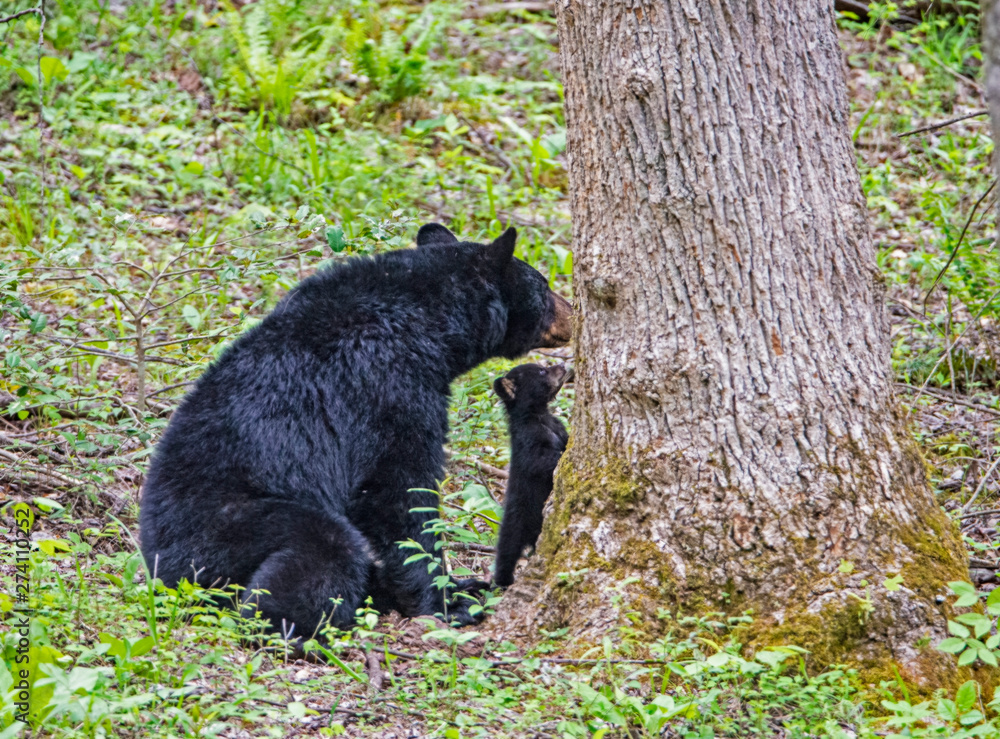 Φωτογραφία Black Bear families in Cades Cove, part of the Smokies.