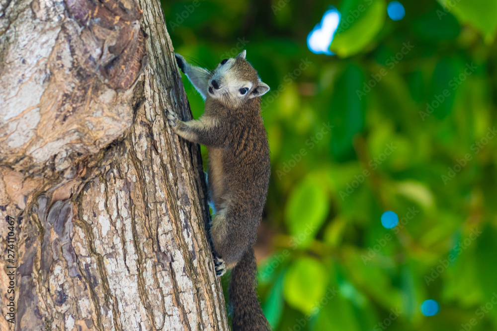 Obraz premium Squirrel on a tree. The photograph shows a squirrel on a tree