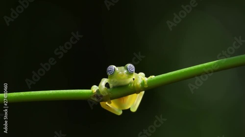 Glass frog in its natural habitat in the Caribbean forest.  Wildlife endangered species. Awesome colorful frogs collection. The glass frogs are frogs of the amphibian family Centrolenidae.