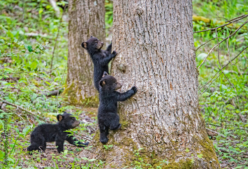 Black Bear Cubs playing together in Cades Cove, part of the Smoky Mountains.