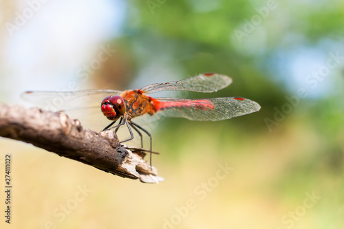 a red dragonfly sitting on the branch.