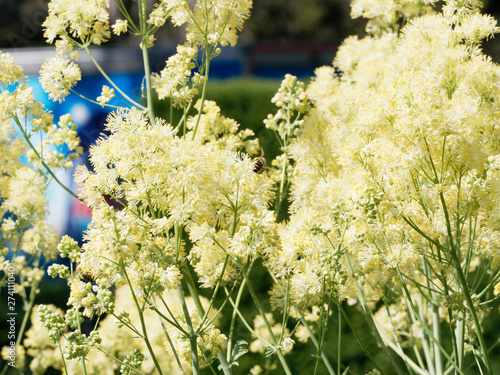 Obraz na plátně Fleur mousseuse jaune et mellifère du Fleurs et tiges du Pigamont jaune (Thalict