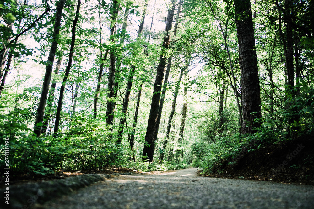 Naklejka premium Serene Wooded Path Walkway in Forest
