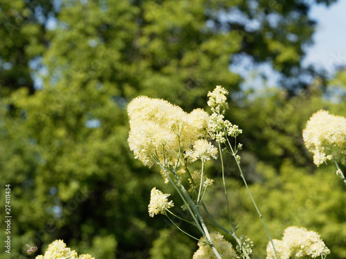 Fotografie Fleur mousseuse jaune et mellifère du pigamont jaune (Thalictrum flavum)