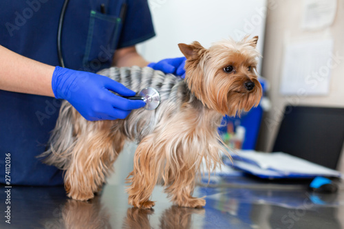 фотографія Professional vet doctor examines a small dog breed Yorkshire Terrier using a stethoscope