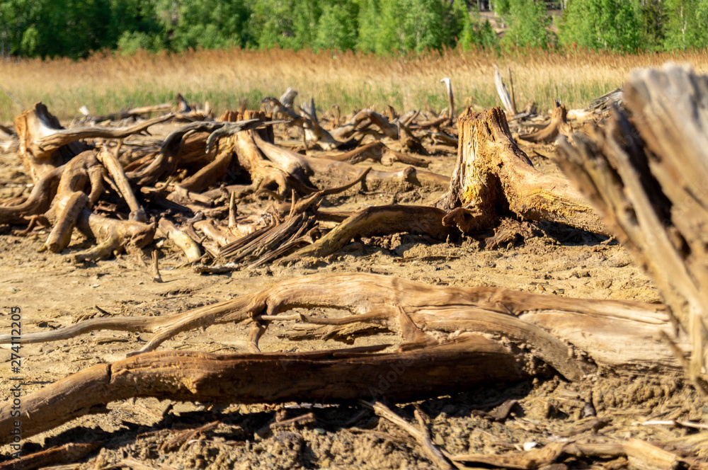 old brown dead trees with dry land old brown dead trees with dry land