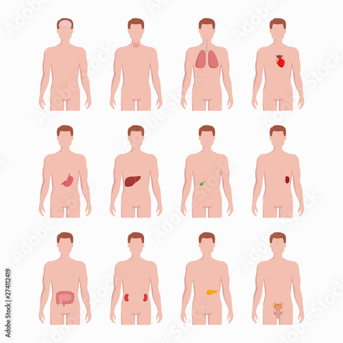 Internal organs placed on man body silhouettes isolated on white background. Medical illustrations of human organs heart, thyroid, lungs, stomach, liver, uterus, kidrey, spleen, bladder, pancreas