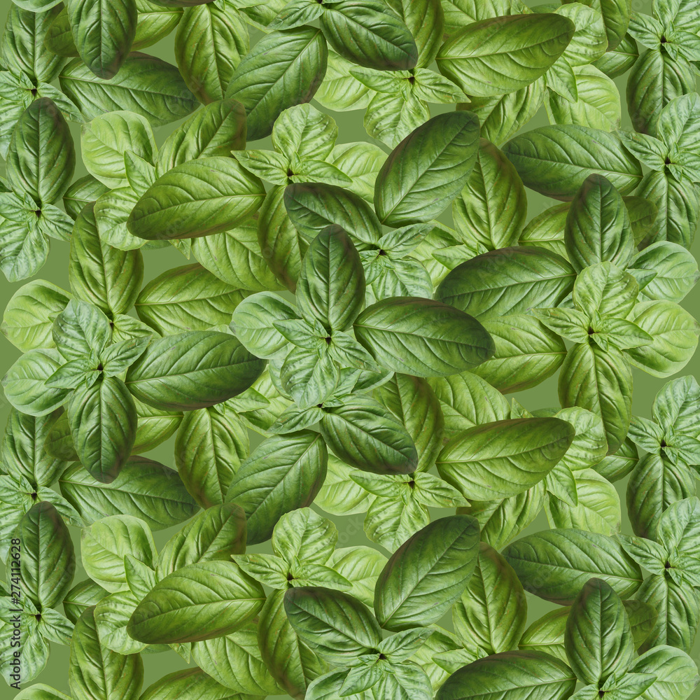 Beautiful background of green Basil. Isolated Beautiful background of green Basil. Isolated
