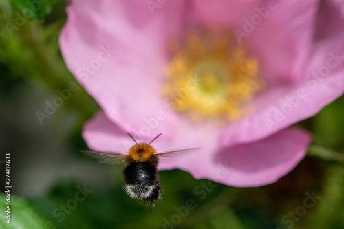 Bumblebee flying towards the centre of a dog rose (rosa canina) flower © Anders93