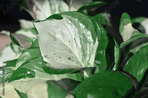 Close up of details on white variegated ropical 'Epipremnum Manjula’ Pothos plant leaf photo