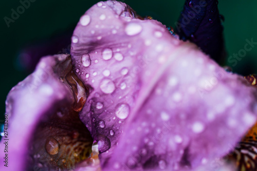 Iris flower macro photo. Violet beautiful blooming petal after rain
