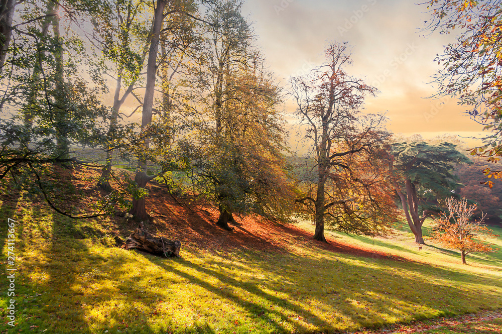 Obraz premium Autumn in the park - natural scenery