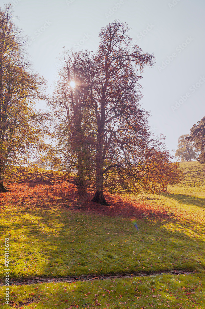 Fototapeta premium Autumn in the park - natural scenery