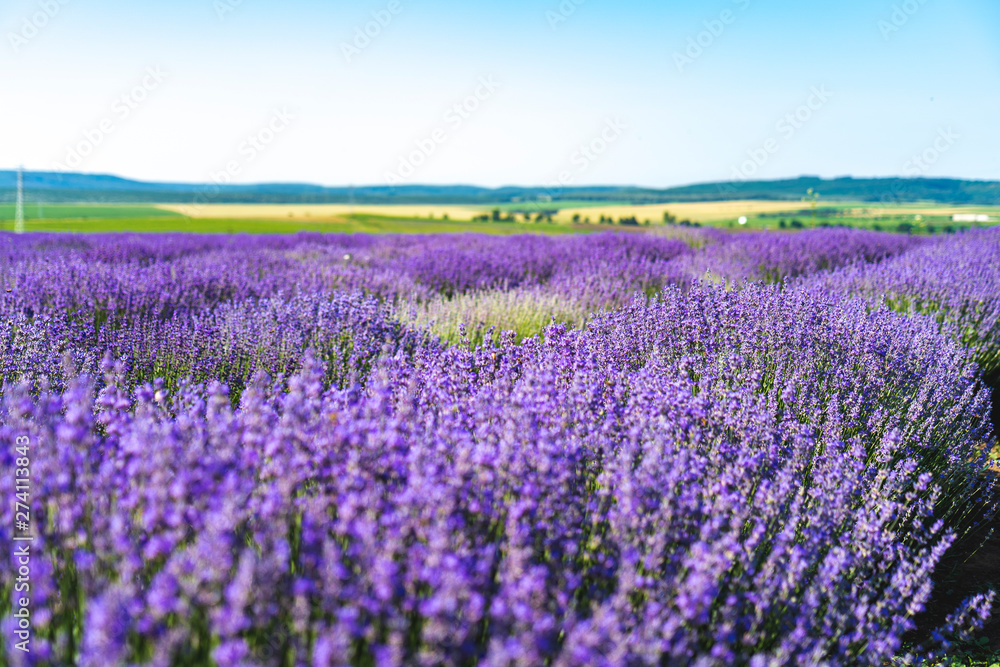 Obraz premium Close up view of lavender growing. Lavender bushes close up .Purple flowers of lavender.