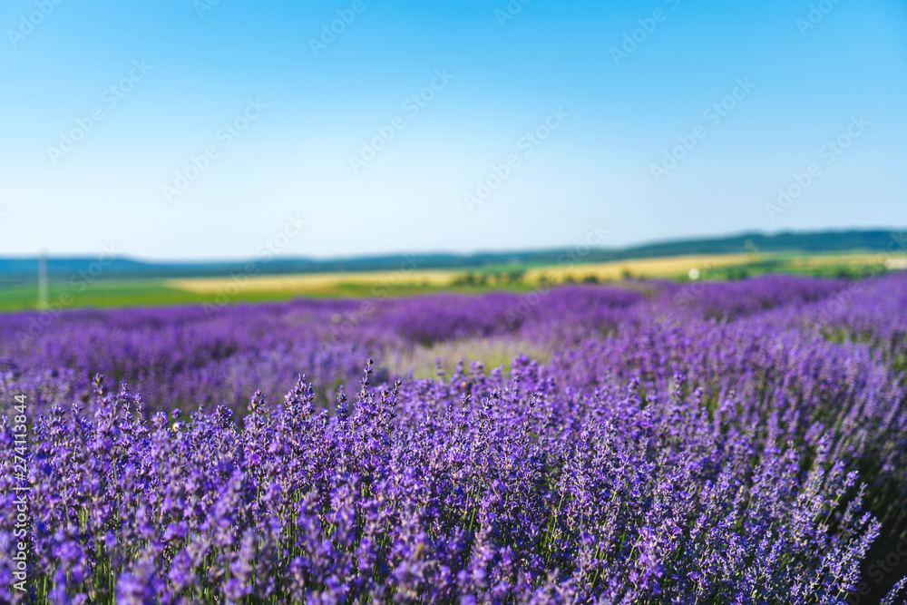 Naklejka premium Close up view of lavender growing. Lavender bushes close up .Purple flowers of lavender.